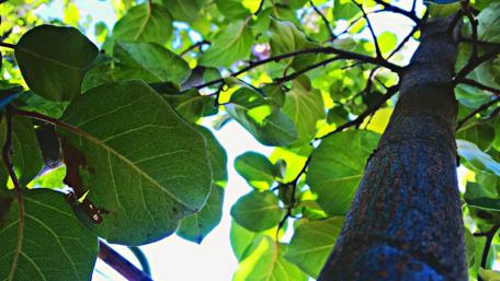 Lush Green Canopy Above Ground Level wallpaper