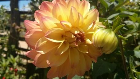 Sunlit Dahlia in Bloom wallpaper