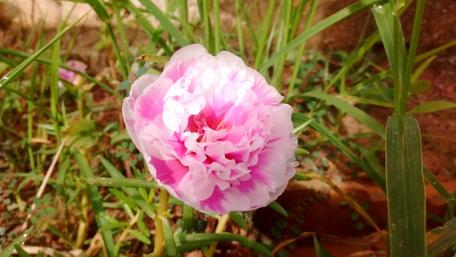 Delicate Pink Peony Blooms Under Soft Light wallpaper