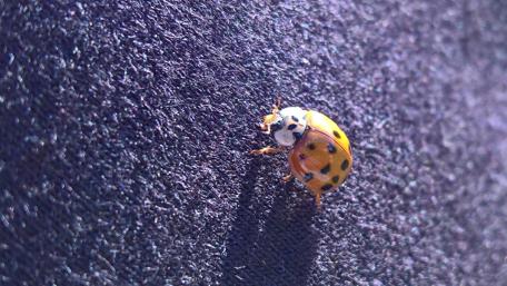 Vibrant Macro of a Ladybug on Fabric Surface wallpaper