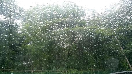 Gentle Rain on Lush Trees wallpaper