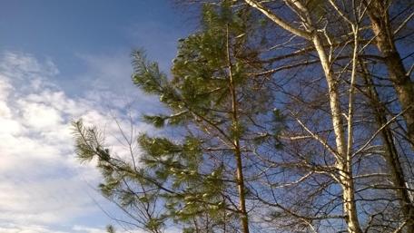 Serene Winter Landscape with Trees wallpaper
