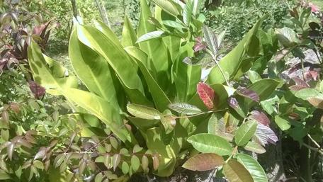 Lush Greenery and Vibrant Leaves in Nature's Embrace wallpaper