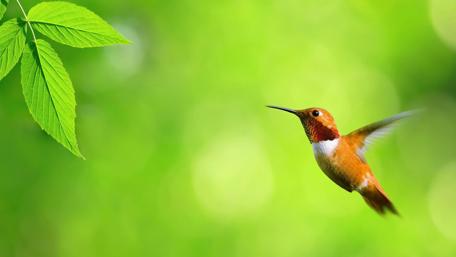 Elegant Hummingbird in Vibrant Green Background wallpaper