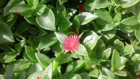 Vibrant Floral Serenity wallpaper