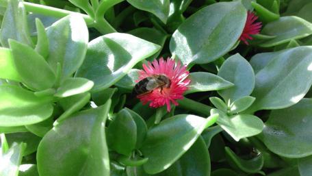 Buzzing Beauty in Bloom wallpaper