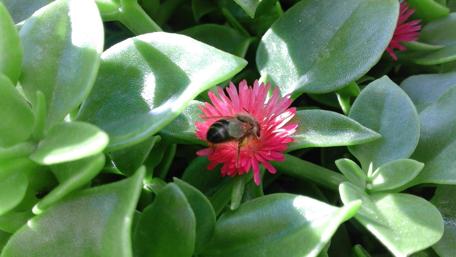 Vibrant Flower with Busy Bee Scene wallpaper