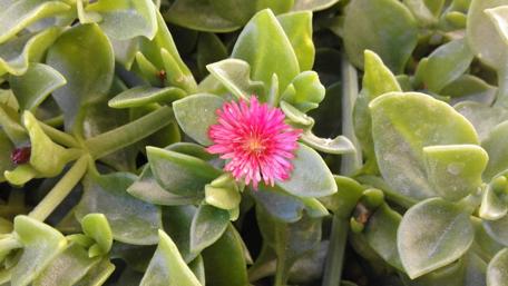 Vibrant Pink Flower Amidst Lush Greenery wallpaper
