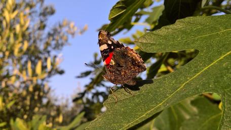 Colorful Butterfly Resting on a Leaf in Nature's Embrace wallpaper