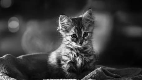 Adorable Kitten in Monochrome wallpaper