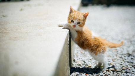 Adorable kitten exploring its surroundings with curiosity and playfulness wallpaper