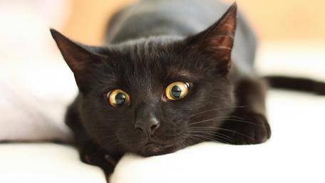 Mysterious Black Cat Gazing Intently wallpaper
