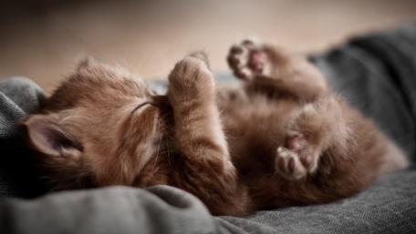 Slumbering Kitten in Soft Embrace wallpaper