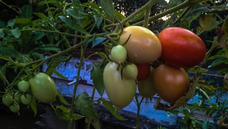 Fresh Tomatoes on the Vine in Vibrant Colors wallpaper