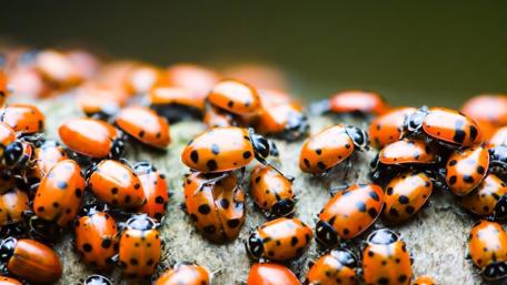 Vibrant Ladybugs on a Log wallpaper