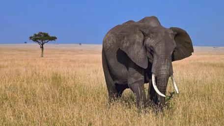 Majestic Elephant in Serene Grassland Scene wallpaper