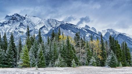 Winter Wonderland in Pine Forest wallpaper