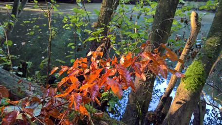 Autumn Serenity in Nature's Embrace wallpaper