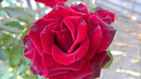 Vibrant Red Rose in Full Bloom wallpaper