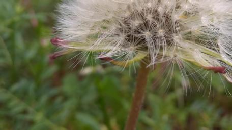 Delicate Beauty of Dandelion Seeds wallpaper