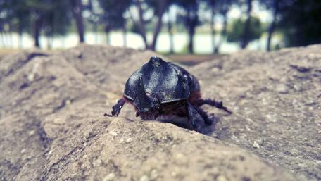 Majestic Black and Green Beetle on a Rock wallpaper