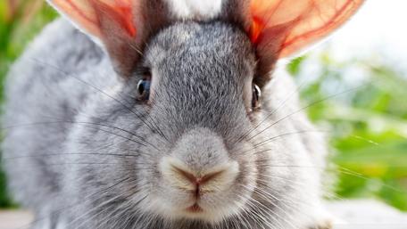Fluffy Bunny Close-Up Wallpaper wallpaper