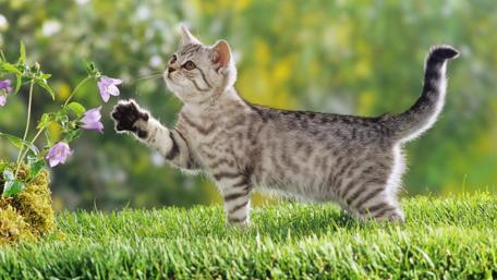 Playful Kitten in a Sunny Meadow wallpaper
