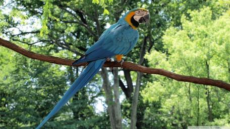 Vibrant Blue Macaw in Nature Scene wallpaper