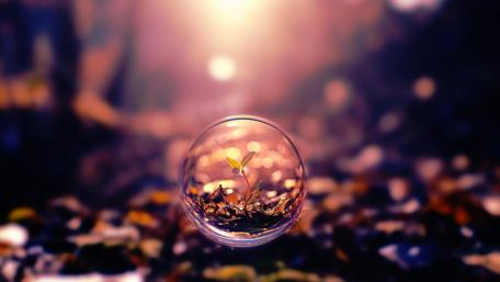 Plant in a bubble wallpaper