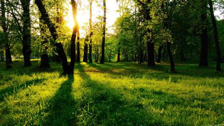 Radiant Sunlight in a Serene Grove wallpaper