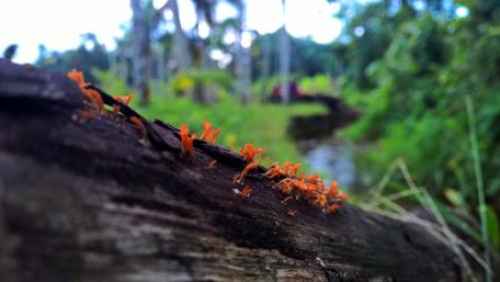 Vibrant Fungi on a Fallen Log in Nature's Embrace wallpaper
