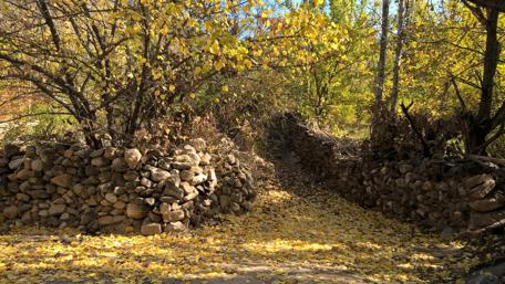 Autumn Pathway in Shahmirzad Iran wallpaper