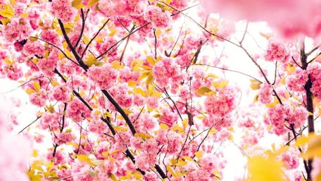 Blossoming Pink Spring Delight wallpaper