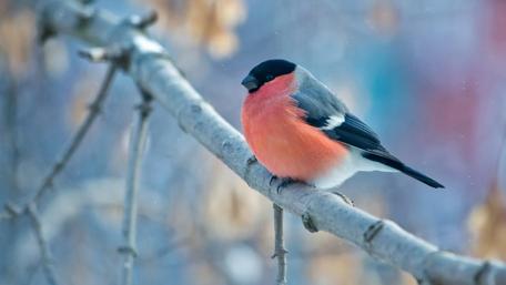 Winter Perch of the Vibrant Bullfinch wallpaper
