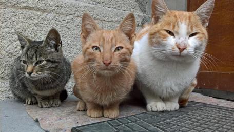 Cats Together in Harmony wallpaper