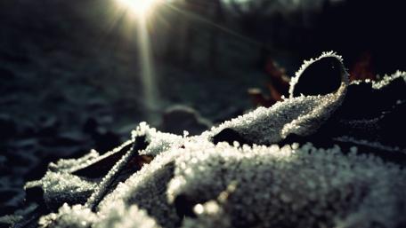 Winter Morning Frost on Leaves wallpaper