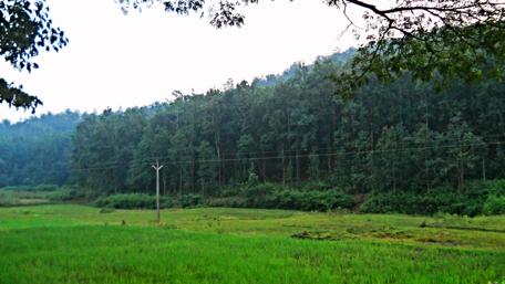Lush Green Forest Landscape Inspiration wallpaper