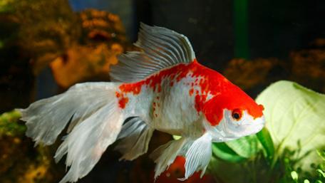 Vibrant Goldfish Swimming Gracefully in an Aquarium wallpaper
