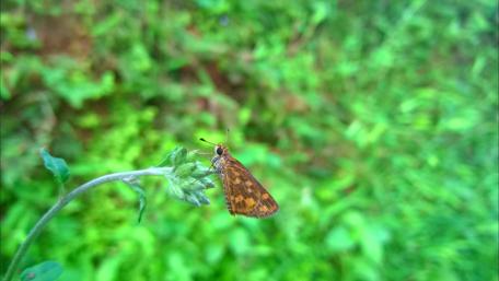 Vibrant Butterfly on Green Foliage wallpaper