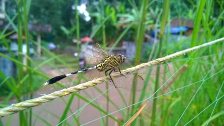 Intricate Dragonfly Resting on a Grass Blade wallpaper