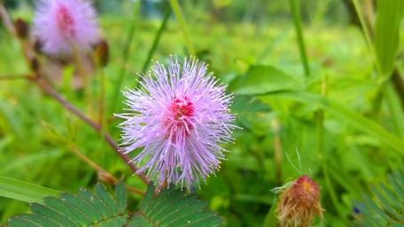 Delicate Blooming Flower in Nature's Embrace wallpaper
