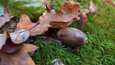 Autumn Acorns on Vibrant Forest Floor wallpaper