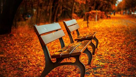 Golden Autumn Path With Benches wallpaper
