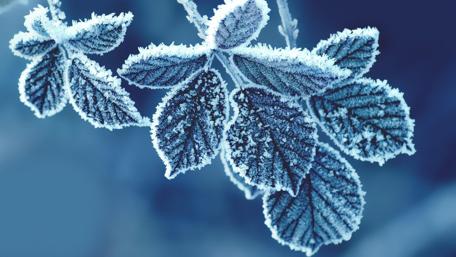 Frosted Leaves in Winter's Embrace wallpaper
