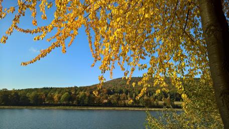 Golden Canopy Over the Tranquil Lake wallpaper