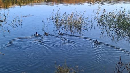 Tranquil Ducks on Serene Waters wallpaper
