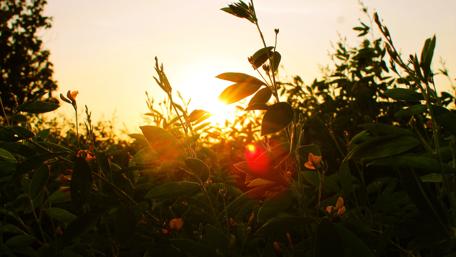 Golden Sunset Over Serene Farm Fields wallpaper