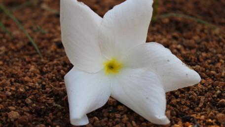 Elegant White Flower on Earthy Background wallpaper