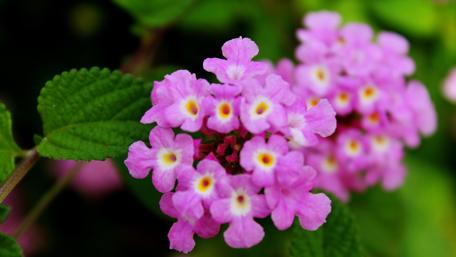 Vibrant Pink Flower Cluster in Bloom wallpaper