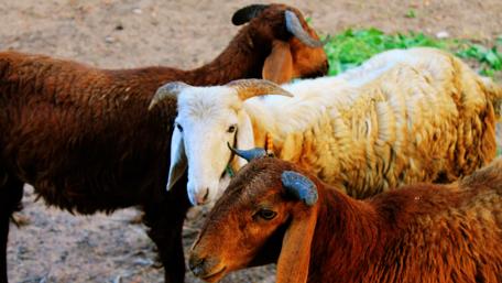 Gentle Sheep in a Serene Pasture Scene wallpaper